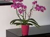 Clivio Orchidea